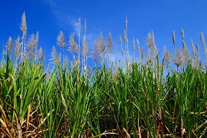 Growing sugar cane