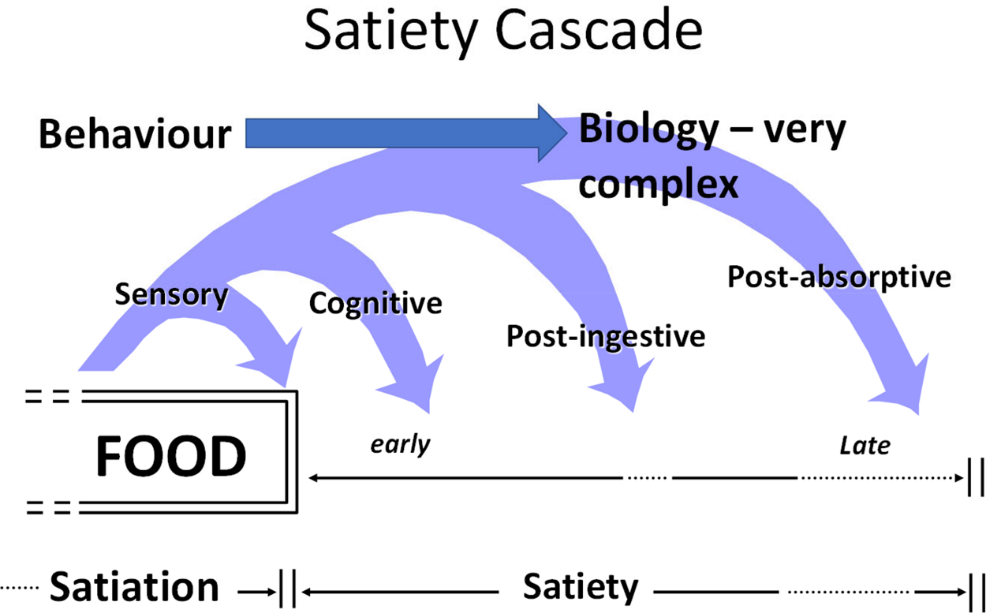 Satiety cascade