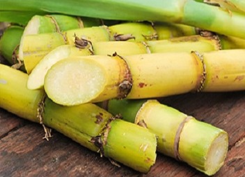 raw sugar cane sticks